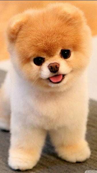 HD-wallpaper-cutest-puppy-dog-love-thumbnail.jpg