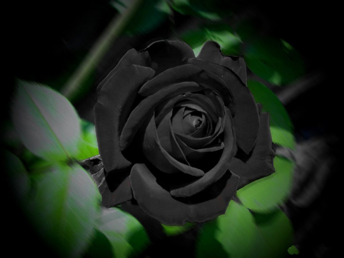Black Rose from Halfeti, Turkey