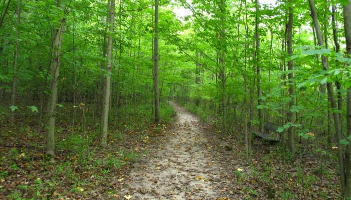 Walking trail in the Sacred Grove