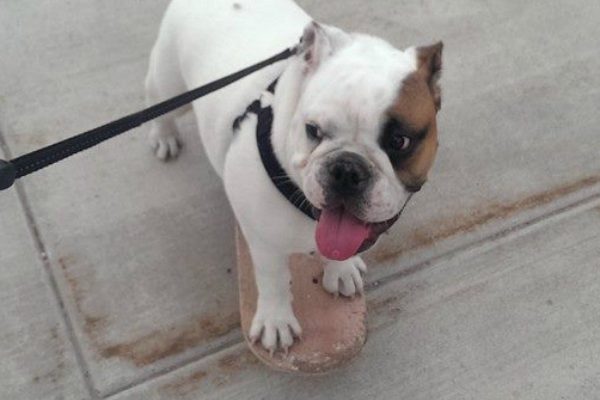 Stig the skateboarding bulldog