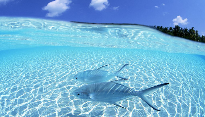 Two fish swim in a tropic setting