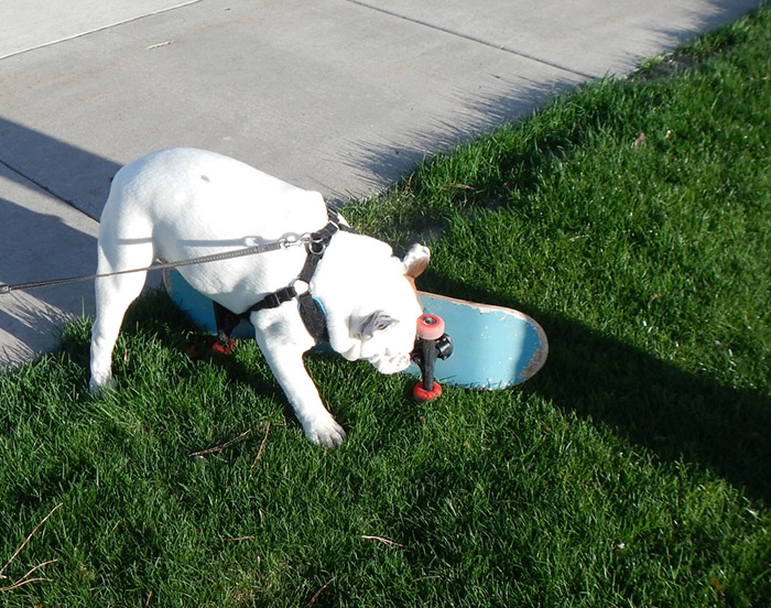 Stig the skateboarding bulldog stopped on the grass