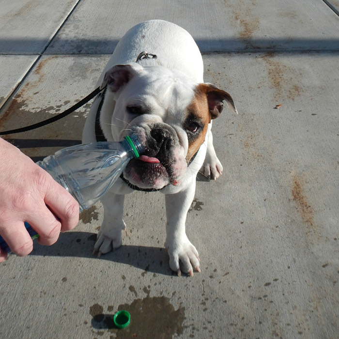Stig the skateboarding bulldog drinking from a water bottle