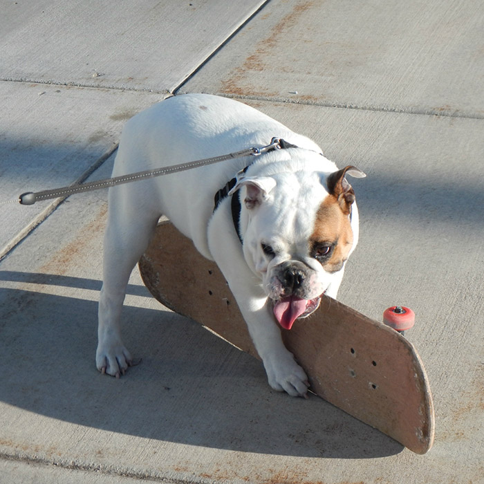 Stig the skateboarding bulldog stuck on his skateboard