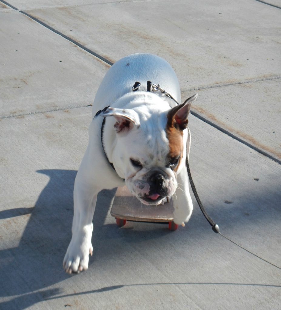 Stig the skateboarding bulldog