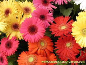 gerbera daisies