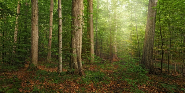 The Sacred Grove by Robert A Boyd