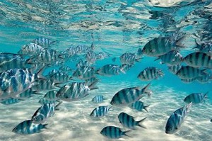 reef_fish-cook_islands-04516