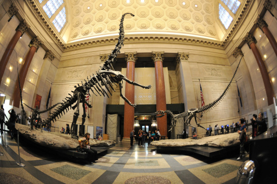 National Museum with Dinosaur bones, from timeout.com