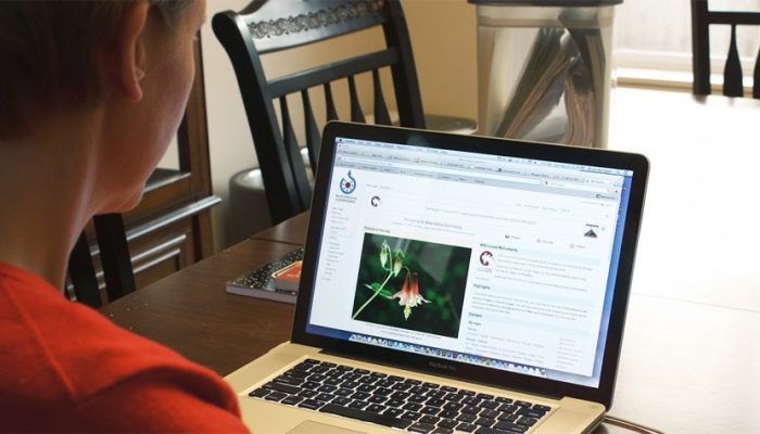 Woman Using Computer