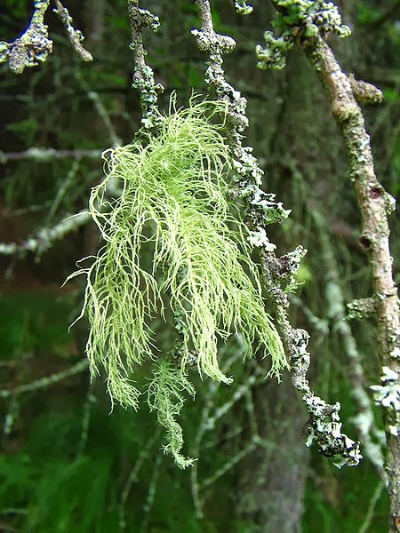 Usnea