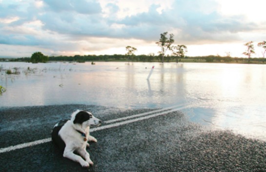 Dog in Flood
