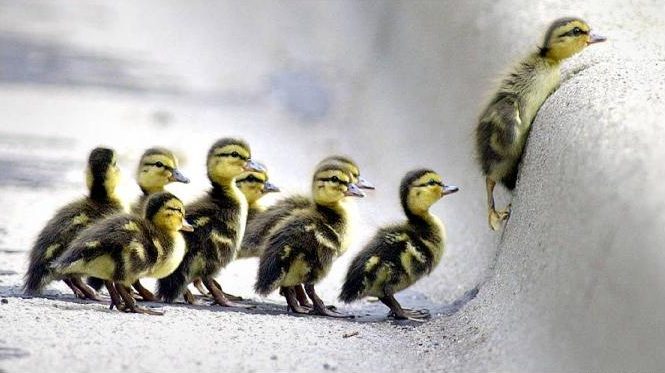 Ducks, ducklings, baby ducks, follow