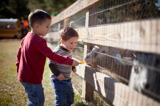 Two boys feeding a sheep