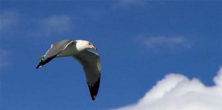 seagull soaring