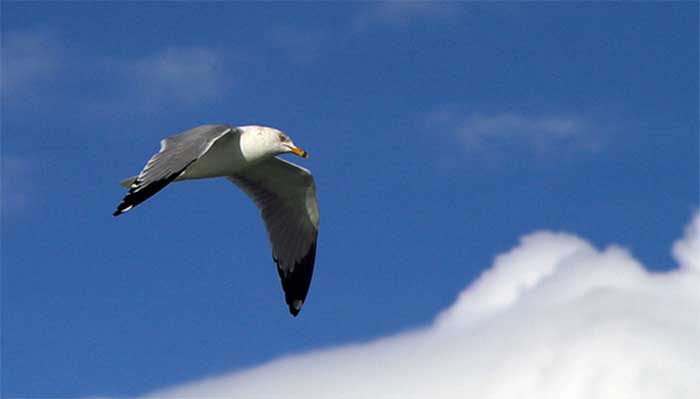 seagull soaring