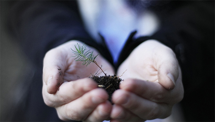 Holding a seedling