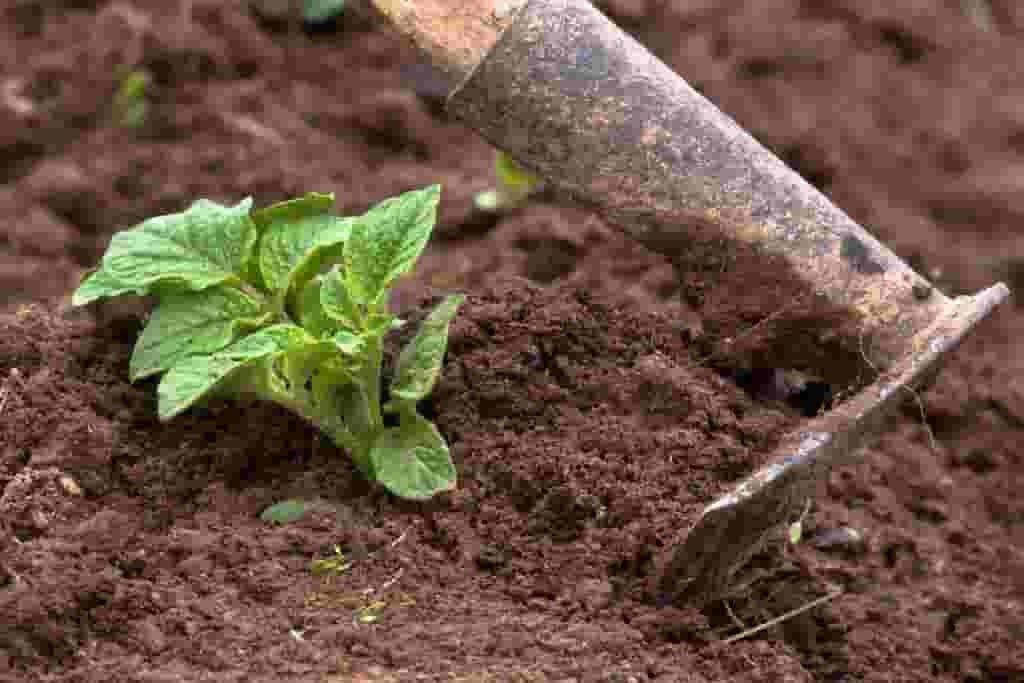 Potato plant and hoe