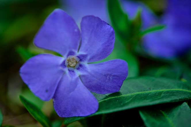 Picture of a purple flower