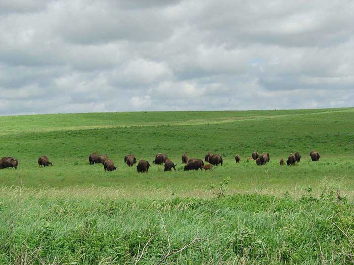 Buffalo-Grazing