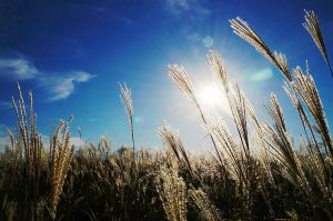 Sunlight over a field