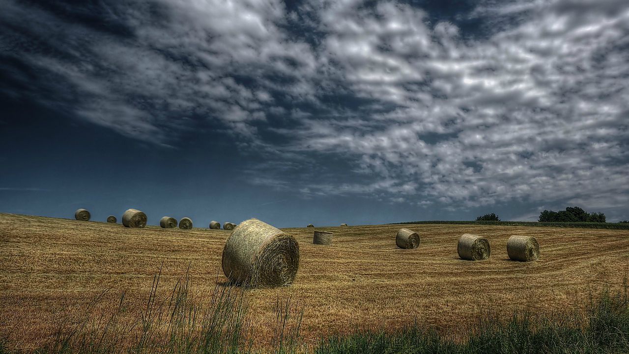 A hay field in summer