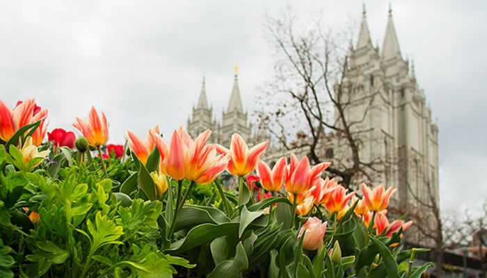 SLC temple, flowers