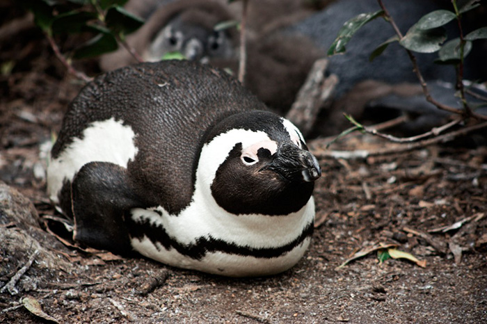 An African penguin laying on it's stomach.