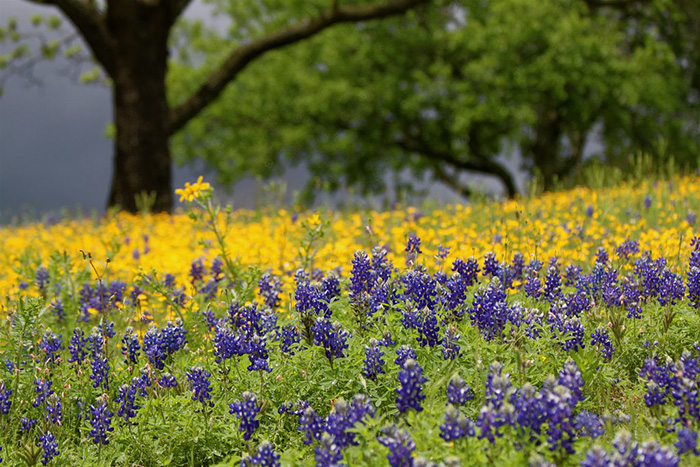 flowers in bloom