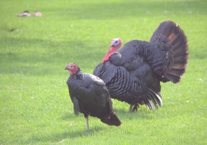 Male and Female turkey