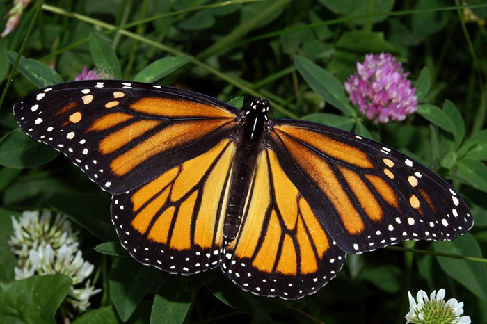 Monarch butterfly on leaf