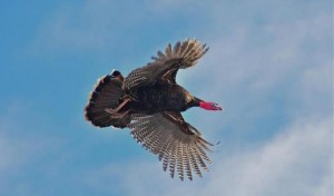 wild turkey in flight