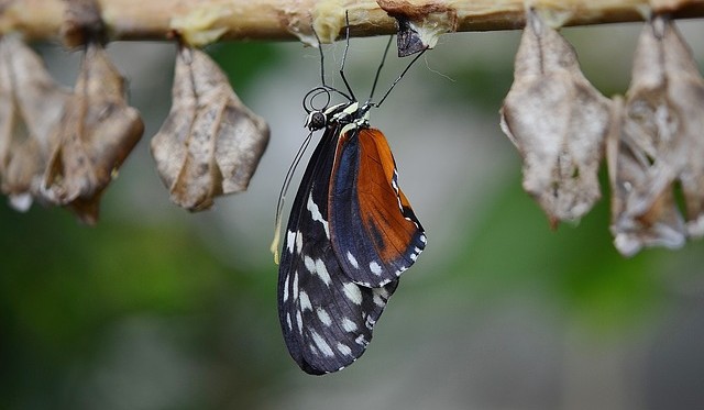 butterfly just bursting from cocoon