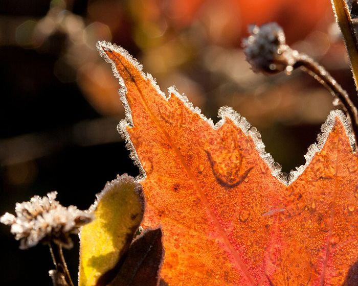 leaf covered by frost