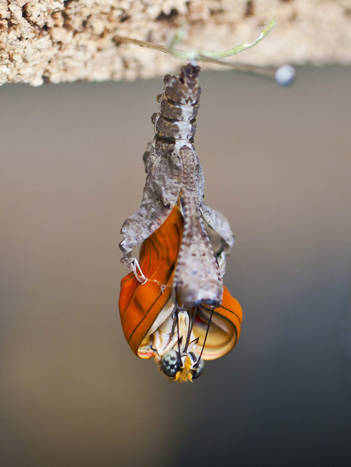 Monarch breaking out of its cocoon