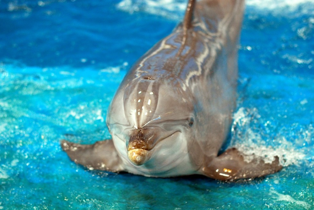 Dolphin in the Mirage's Secret Garden and Dolphin Habitat
