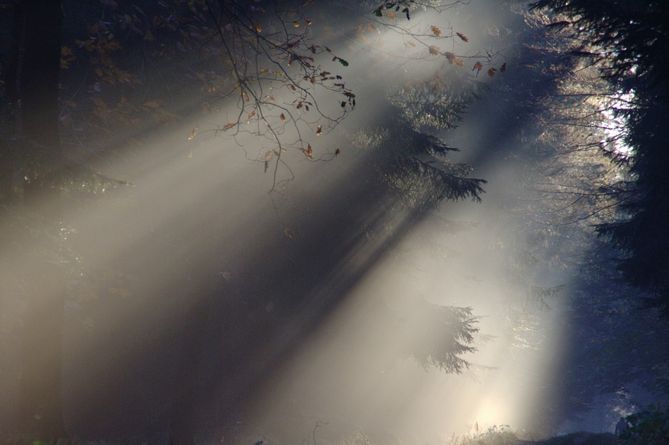 Light shining through the trees