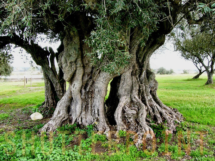 Ancient olive tree