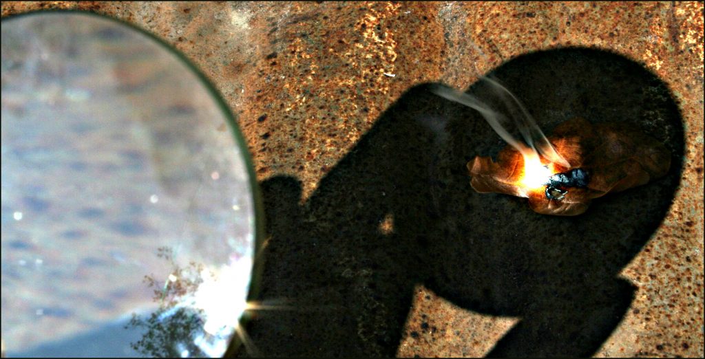 ant under a magnifying glass