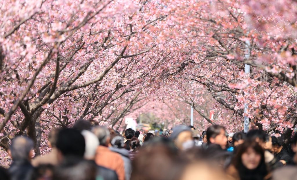 crowd of people under pretty trees