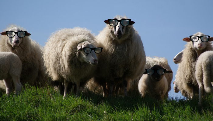 sheep with glasses
