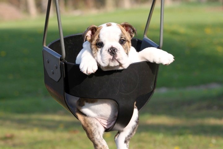 bulldog in baby swing