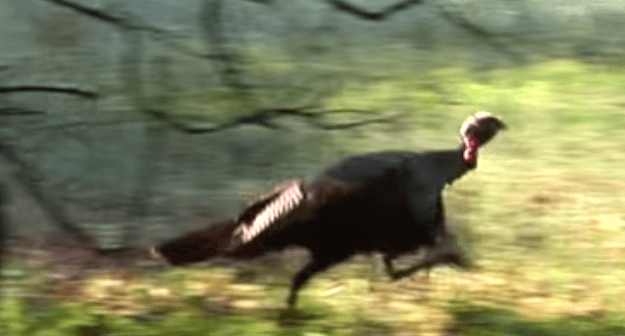 running turkey