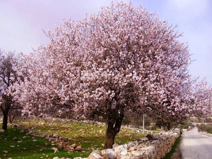 almond trees in bloom