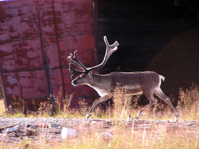 Photo of reindeer