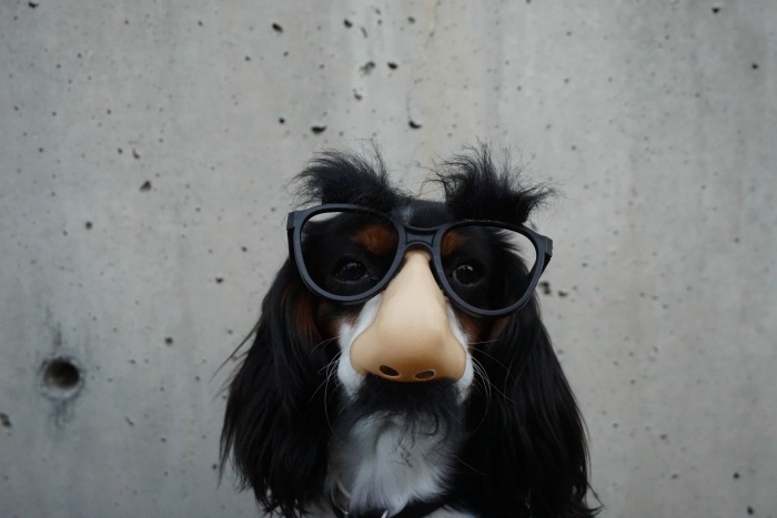 childlike dog with a fake nose and glasses