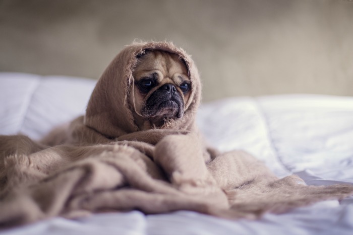 a dog wrapped in a blanket