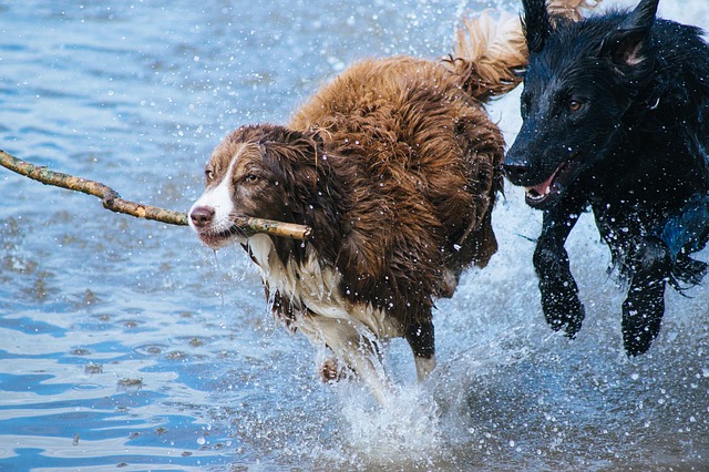 two dogs running through the water with a stick