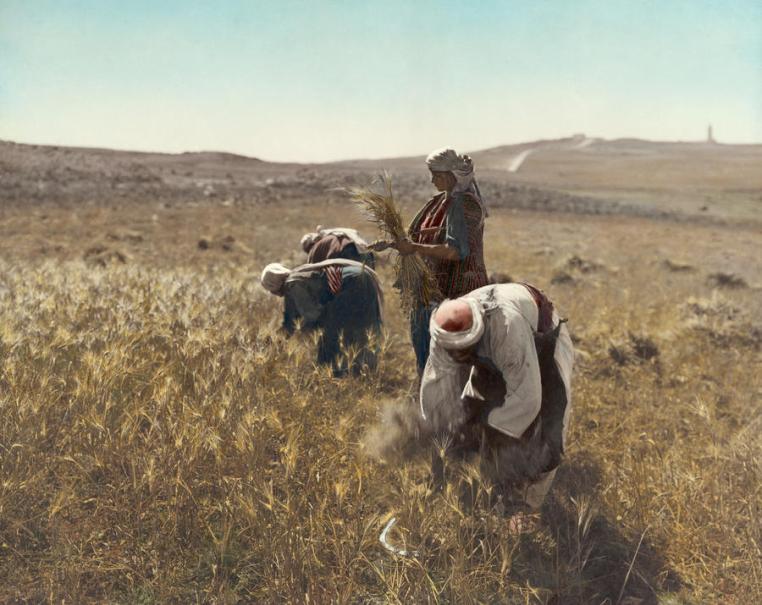 Harvesting barley in Israel