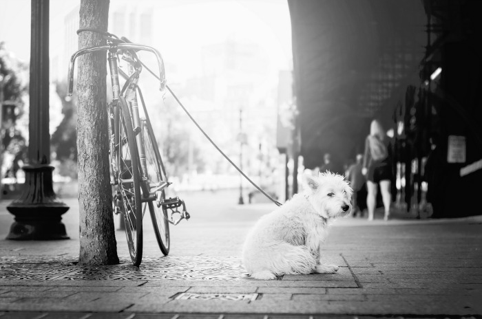 humble dog tied to a bike